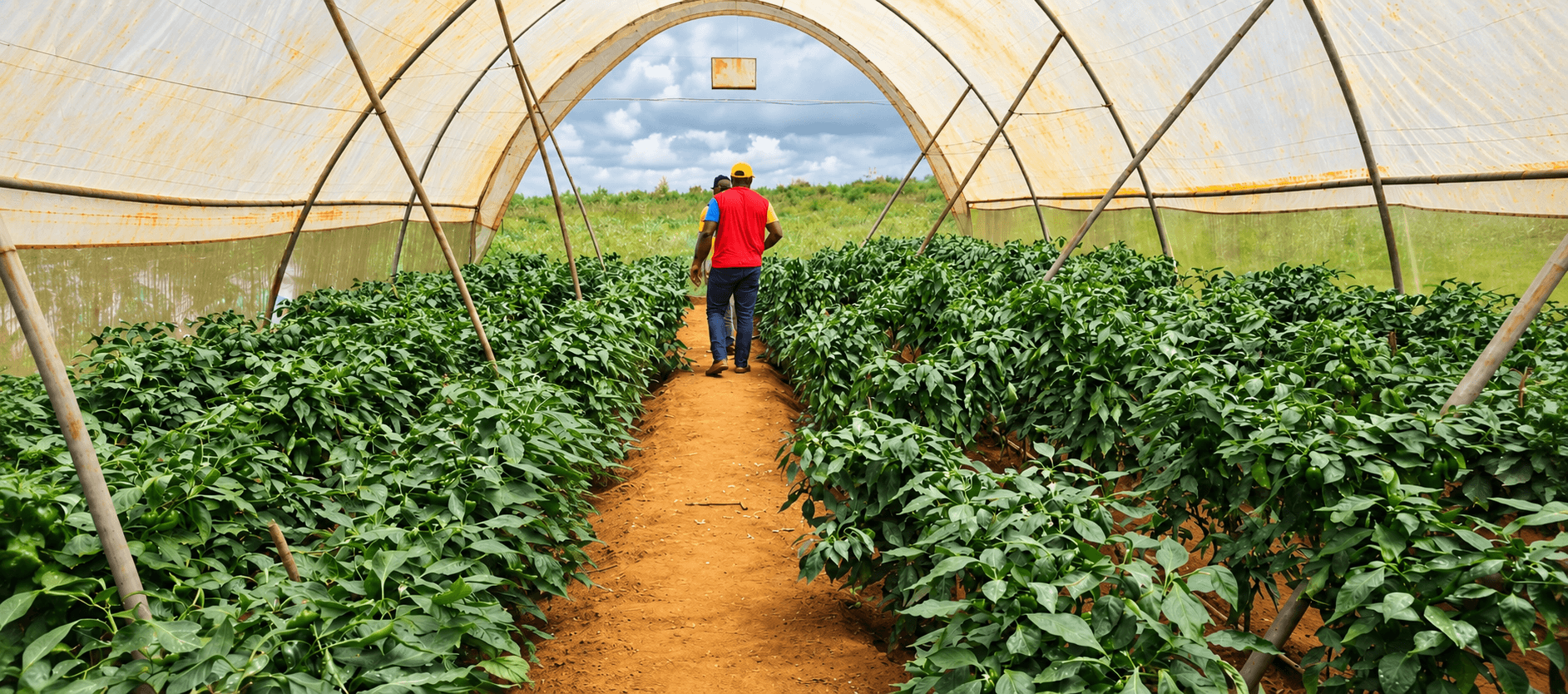 Green FAJ field team working on agricultural greenhouse infrastructure.